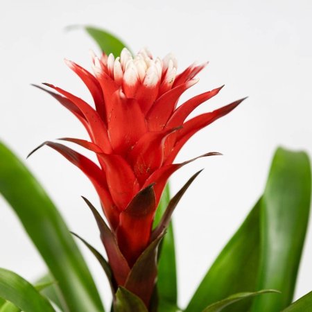 Гузмания Хоуп в керамике Guzmania Hope in ceramic 45/14