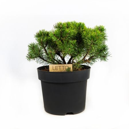 Сосна горная Офир Pinus mugo Ophir 7,5л (Н)