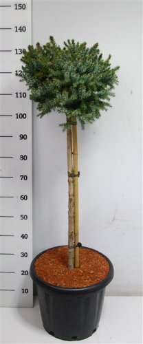 Ель сербская ШТАМБ Picea Om Nana On Stem 130/38 (Н)