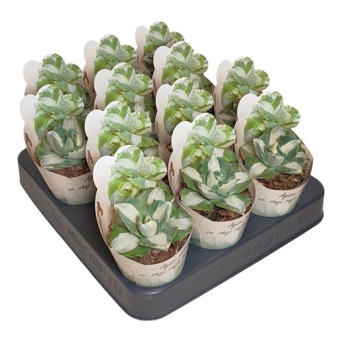 Агава Agave Potatorum Shoji Raijin Mediopicta Alba 8/6,5 (Н)