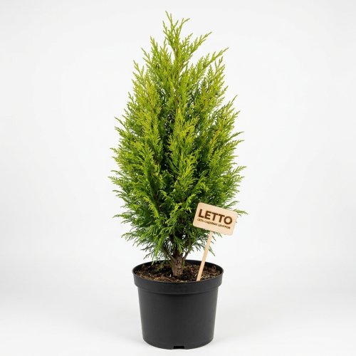 Купрессоципарис Лейланда Clone 2001 с15 160/180 Cupressocyparis Leylandii (И)