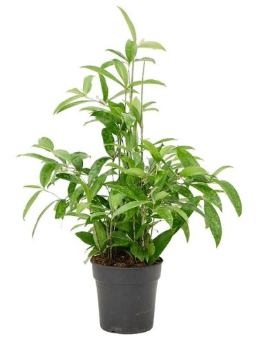 Драцена Суркулоза Dracaena Surculosa Mix 35/12 (Н)