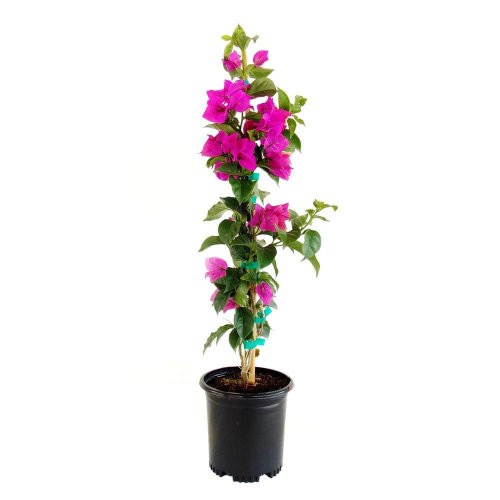 Лагерстремия индийская Coconut Sorbet с10 Lagerstroemia indica