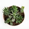 Суккулент Композиция микс в плошке Succulenten mix р17