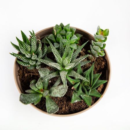 Суккулент Композиция микс в плошке Succulenten mix р17