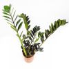 Замиокулькас Равен Zamioculcas Raven 55/14 (Н)