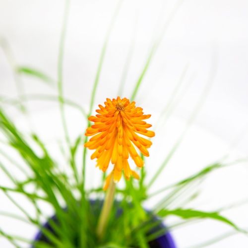 Книфофия Poco Orange с2