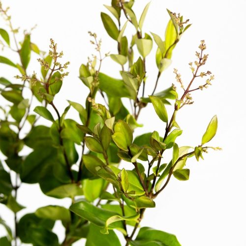 Бирючина японская Ligustrum japonicum Texanum с8 50/70 (И)