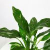 Спатифиллум Даймонд Spathiphyllum Diamond 40/12