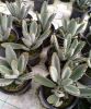 Каланхоэ войлочное Kalanchoe tomentosa р11