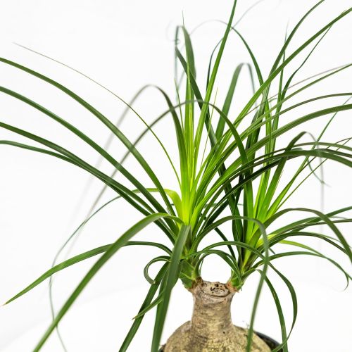 Бокарнея Beaucarnea Bol 45/14 (Н)
