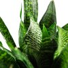 Сансевиерия Sansevieria Super Green 50/17