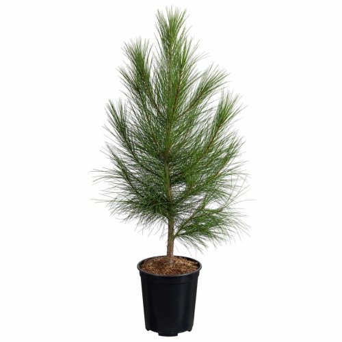 Сосна гималайская с45 150/175 Pinus Wallichiana (И)