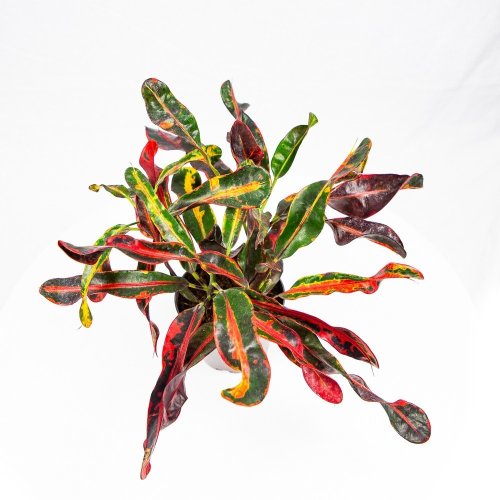 Кодиуем Мамми 3 ствола Codiaeum mammi 3 рр 30/12 (Н)