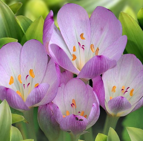 Колхикум Византийский Colchicum Byzantinum 20/22 1шт