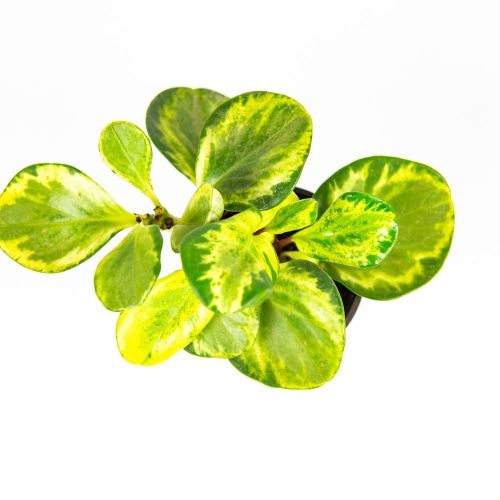 Пеперомия микс Peperomia mix р11