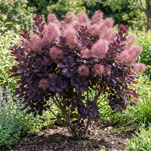 Скумпия кожевенная Royal Purple с3 30/50