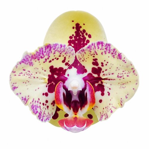 Фаленопсис Phalaenopsis PF 5018 (И69)