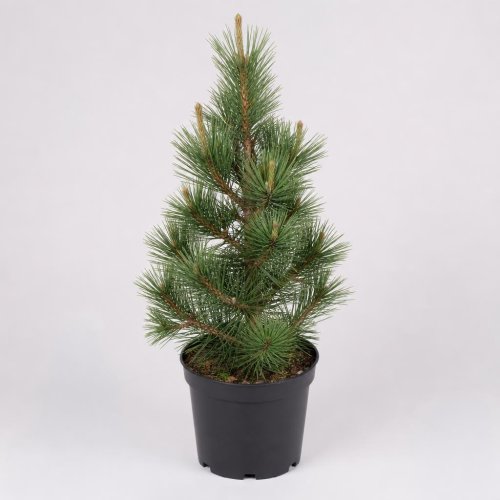 Сосна Гельдрейха (белокорая) Pinus Heldreichii Malinki 80/32 (Н)