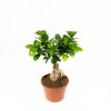 Фикус гинсенг Ficus ginseng 35/15 (Н)