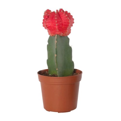 Гимнокалициум микс Gymnocalycium mix 15/5,5 (Н)