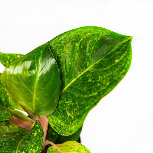 Аглаонема Эппл Грин Aglaonema Apple Green 35/12 (Н )