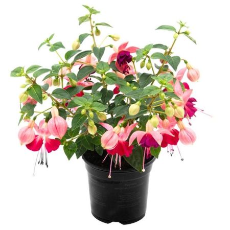 Фуксия цветок фото комнатный Фуксия в ассортименте Fuchsia /10,5 - комнатное растение купить в интернет-магаз