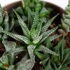 Суккулент Композиция микс в плошке Succulenten mix р17