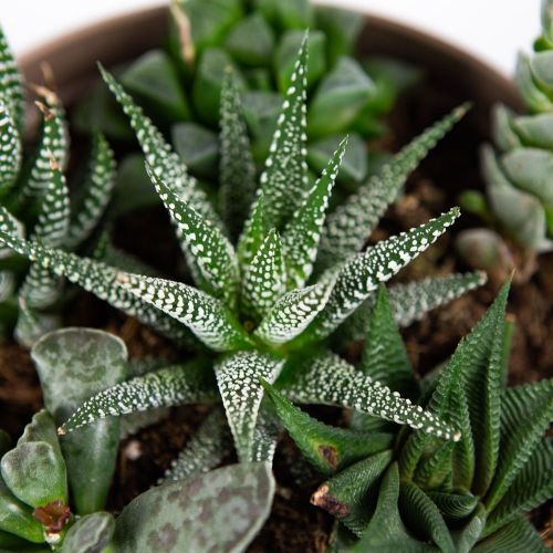 Суккулент Композиция микс в плошке Succulenten mix р17