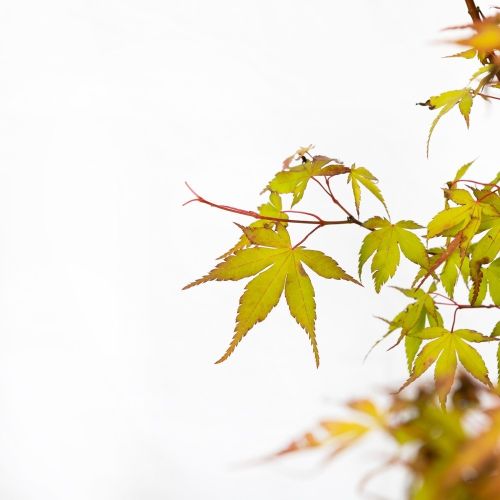 Клен дланевидный (японский, веерный) Чаша с30 60/80 Acer palmatum Katsura (И)