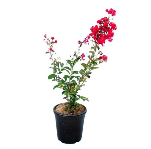 Лагерстремия индийская с18 125/150 Lagerstroemia indica (И)