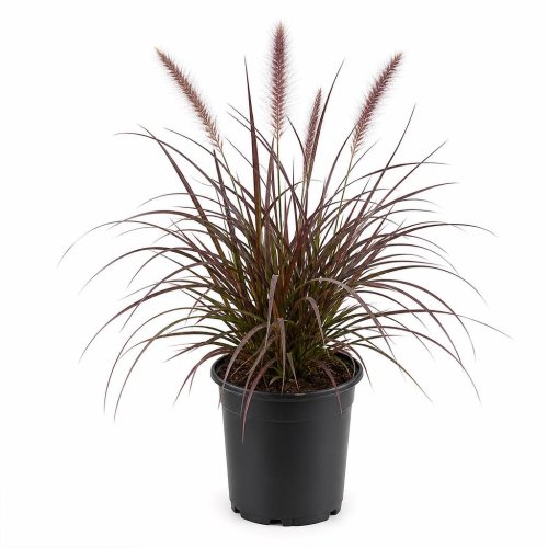 Пеннисетум щетинистый Pennisetum setaceum Little Rubin р17