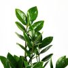 Замиокулькас Zamioculcas 3+ 50/12 (Н)