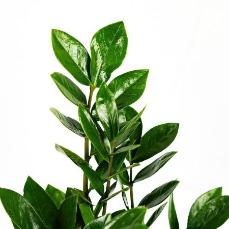 Замиокулькас Zamioculcas 3+ 50/12 (Н)