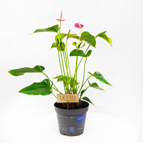 Антуриум Андре Карма Джоли Дуо Anthurium andraeanum Karma Joli Duo  45/12 (Н)