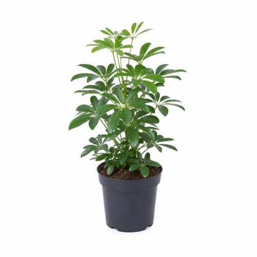 Шеффлера Арборикола Schefflera Arboricola зеленая р9