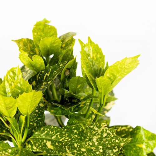 Аукуба японская Aucuba japonica Crotonifolia с7/10 40/60 (И)