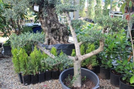 Олива европейская бонсай Olea europaea bonsai 130л (И)