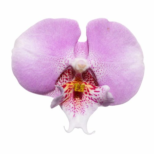 Фаленопсис Грандифлора Биг Лип Phalenopsis Grandiflora Big Lip YH0178 (И99)