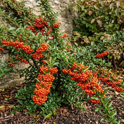 Пираканта ярко-красная Pyracantha coccinea Orange Glow с1,5 (И)