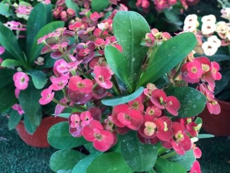 Эуфорбия (молочай) Милиуса Euphorbia milii р12
