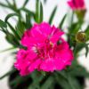Рассада Гвоздика Sunflor р11