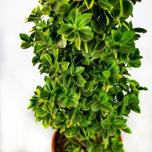 Бересклет японский Elegantissima Aurea КОНУС с35 125/150 Euonymus japonicus CONO (И)