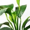 Спатифиллум Сенсация Spathiphyllum Sensation 135/24 (Н)