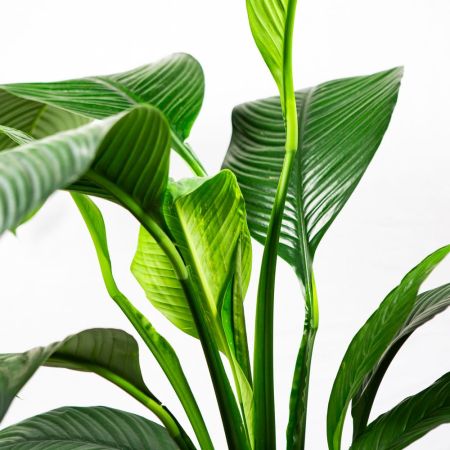 Спатифиллум Сенсация Spathiphyllum Sensation 135/24 (Н)