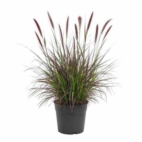 Пеннисетум лисохвостный Pennisetum alopecuroides Red Head р17