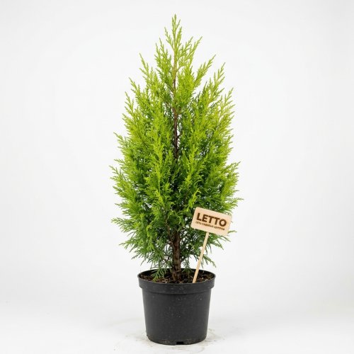 Купрессоципарис Лейланда с10 125/150 Cupressocyparis Leylandii (И)