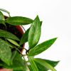 Хойя Hoya Carnosa Gracilis 20/12 (Н)