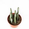 Стапелия микс Stapelia Mix 15/8,5 (Н)