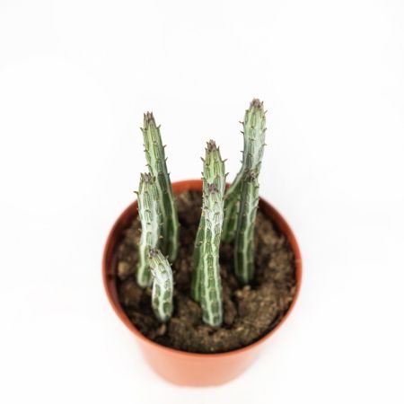 Стапелия микс Stapelia Mix 15/8,5 (Н)